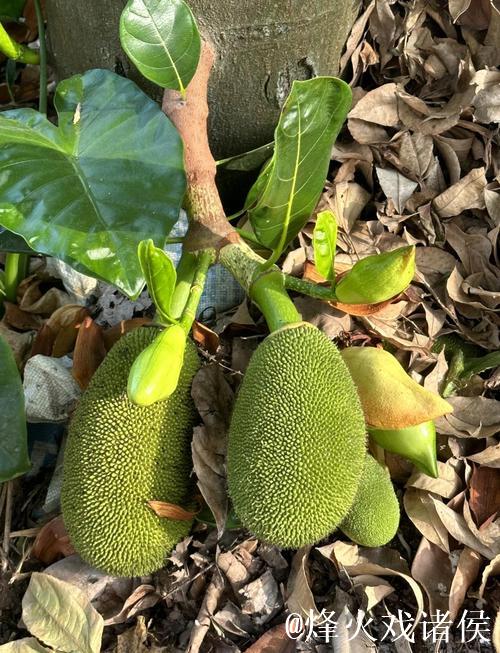 菠萝蜜视频免费在线观看