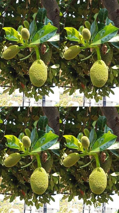 菠萝蜜视频在线下载 菠萝蜜视频在线下载