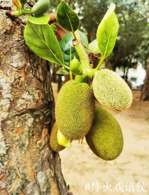 探秘菠萝蜜视频:热带水果的奇幻世界 探秘菠萝蜜视频:热带水果的奇幻世界