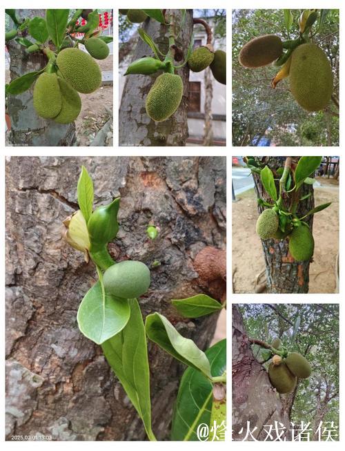 探秘菠萝蜜视频:热带水果的奇幻世界 探秘菠萝蜜视频:热带水果的奇幻世界